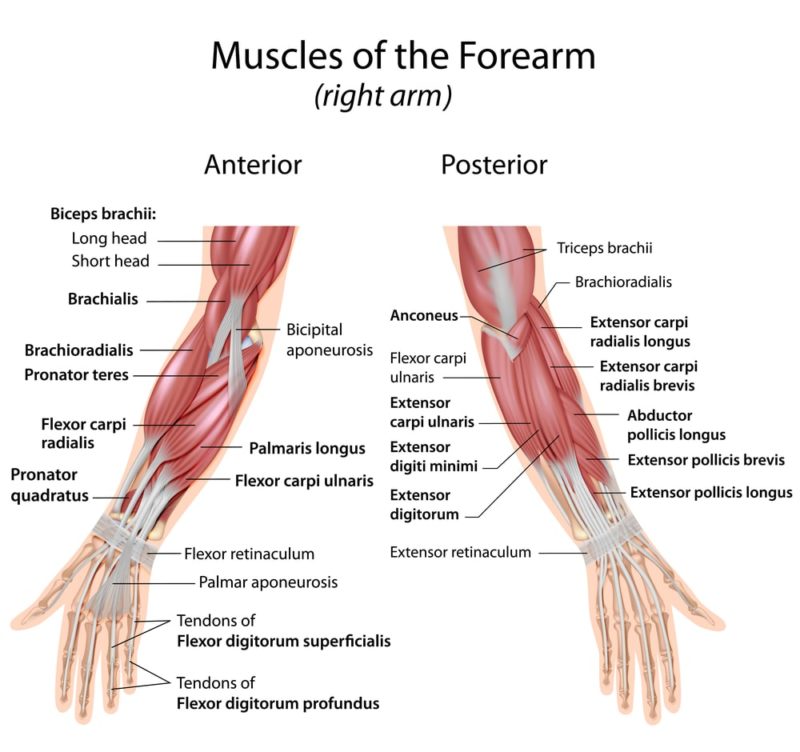 forearm muscles